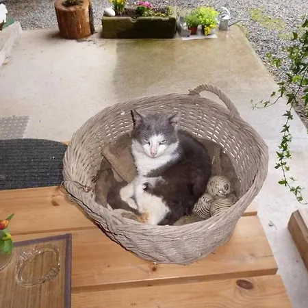 Apartment Eisenmannhof *