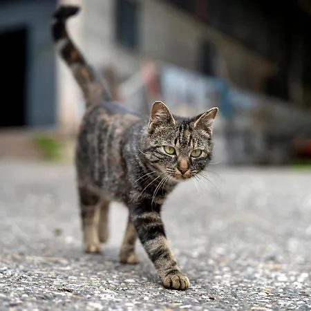 Eisenmannhof * גנגנבאך