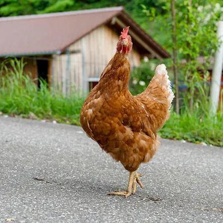 Eisenmannhof דירה