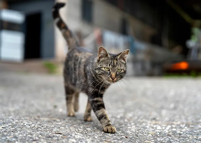 Eisenmannhof * Gengenbach