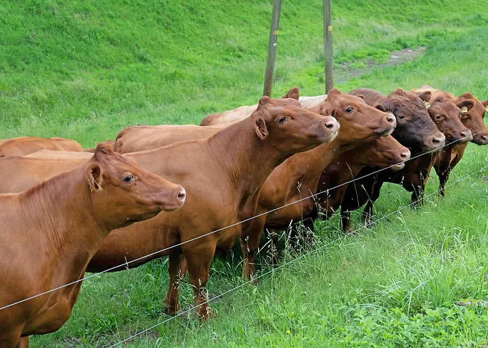 Eisenmannhof * Gengenbach